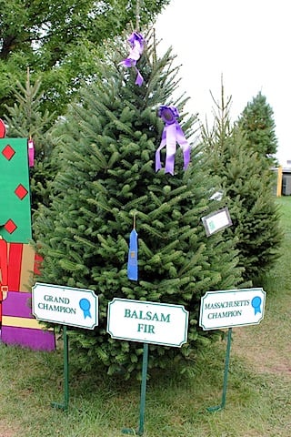 Big-E-Tree.jpg