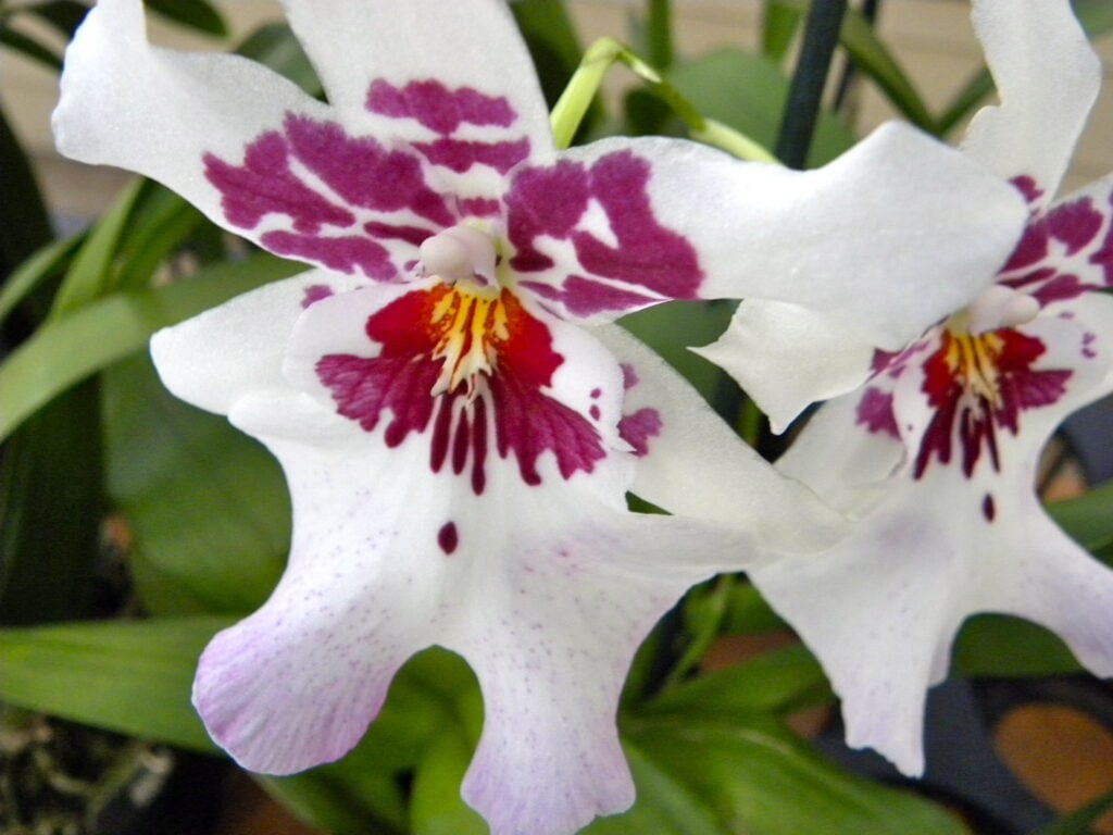 DSCN3423