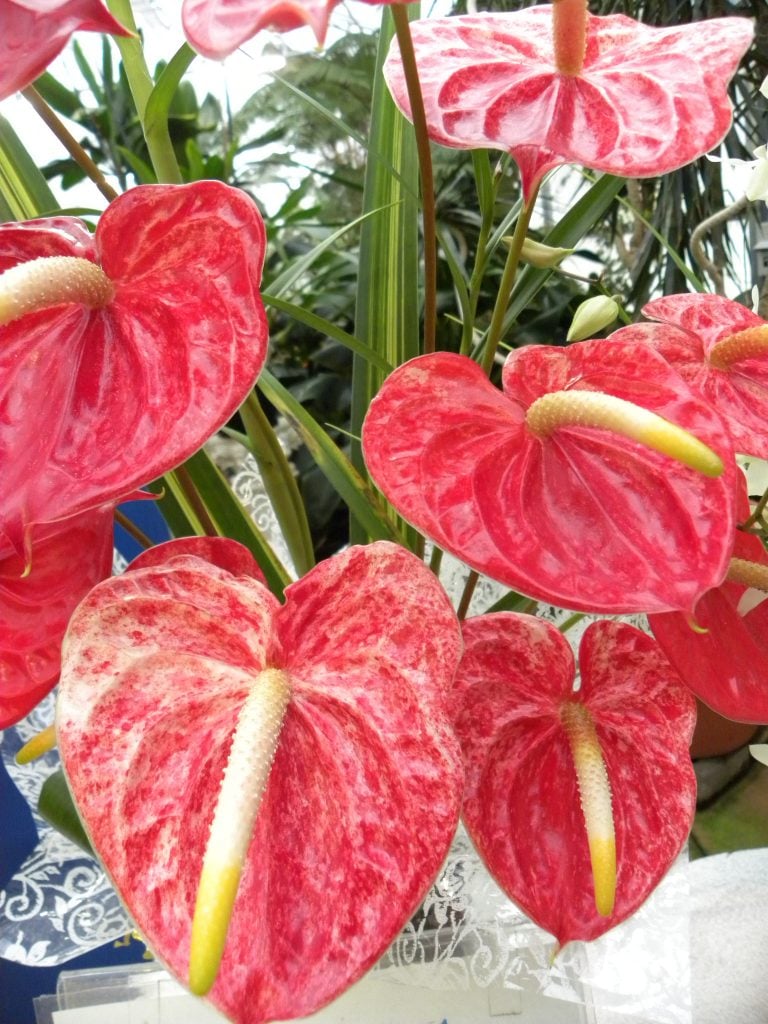 DSCN3429