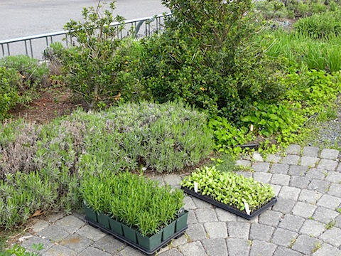 DSCN3571.JPG