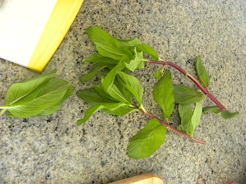 DSCN7517