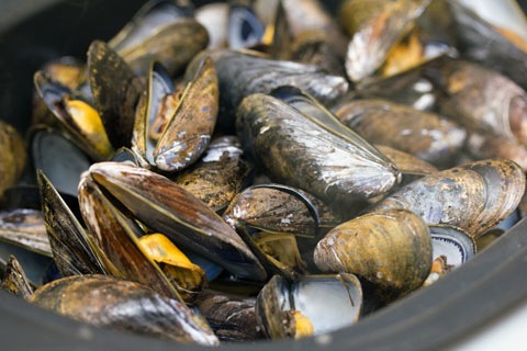 Fennel Mussels Steamed.jpg