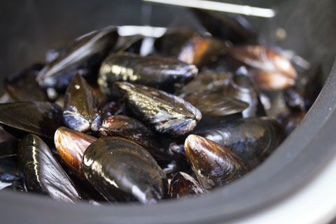 Fennel Mussels Steaming.jpg