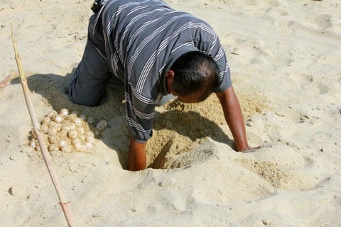 Honeymoon-Los-Cabos-Pueblo-Bonito-Pacifica-Turtle-Eggs.jpg