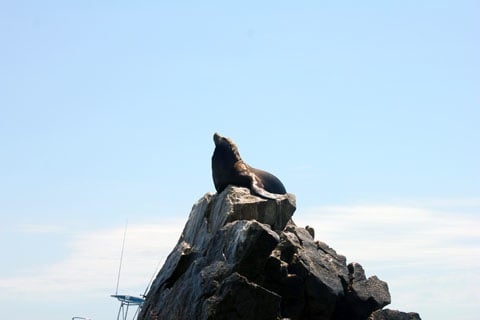 Honeymoon-Los-Cabos-Sea-Lion.jpg