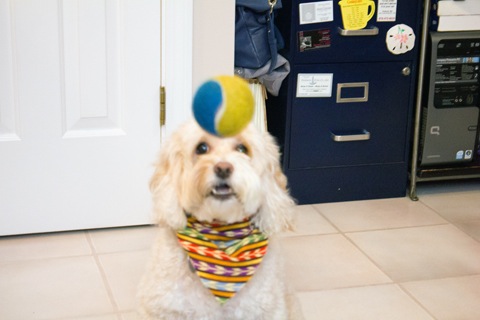 Thanksgiving- Mitzi 2.jpg
