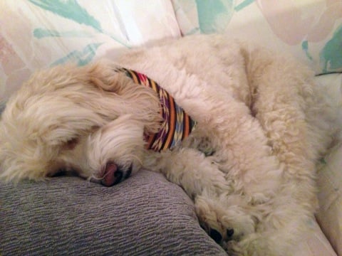 Thanksgiving- Mitzi2.jpg