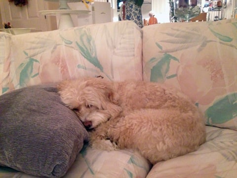 Thanksgiving- Mitzi3.jpg