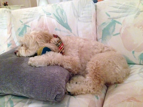 Thanksgiving- Mitzi4.jpg