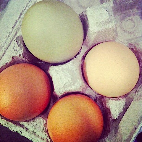 farmfresheggs.jpg